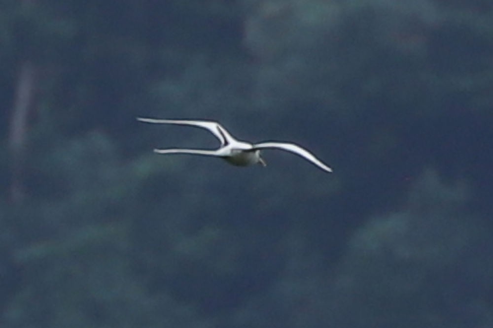 Weißschwanz-Tropikvogel - ML619944033