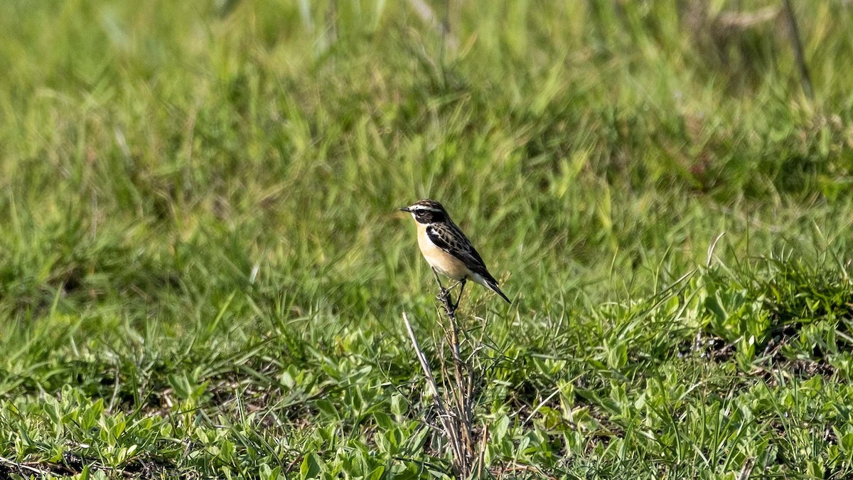 Whinchat - ML619944048
