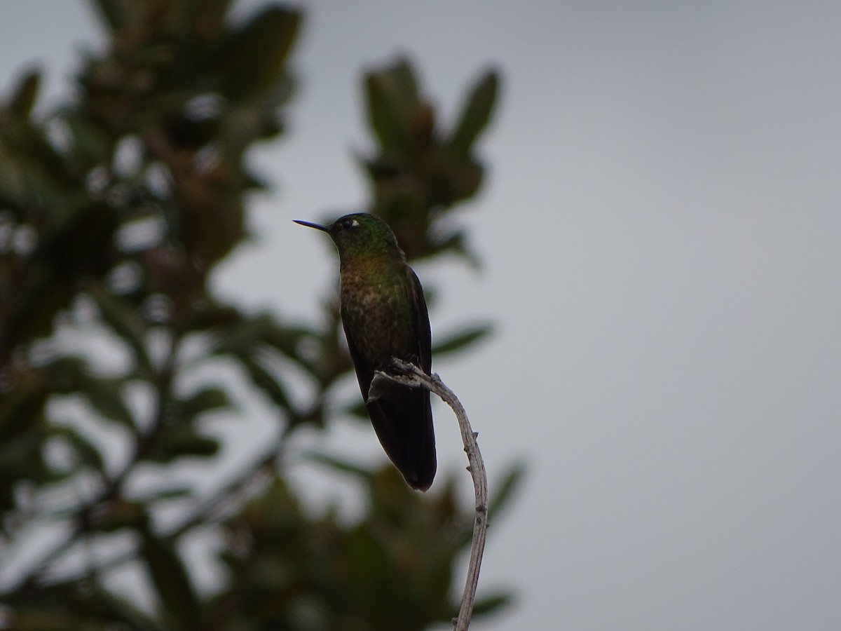 kolibřík dřišťálový - ML619944053