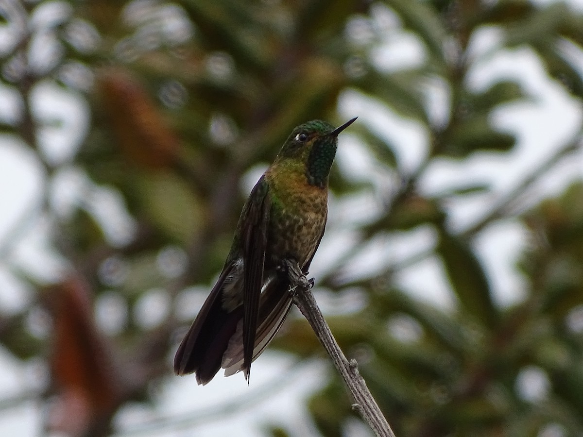 kolibřík dřišťálový - ML619944055