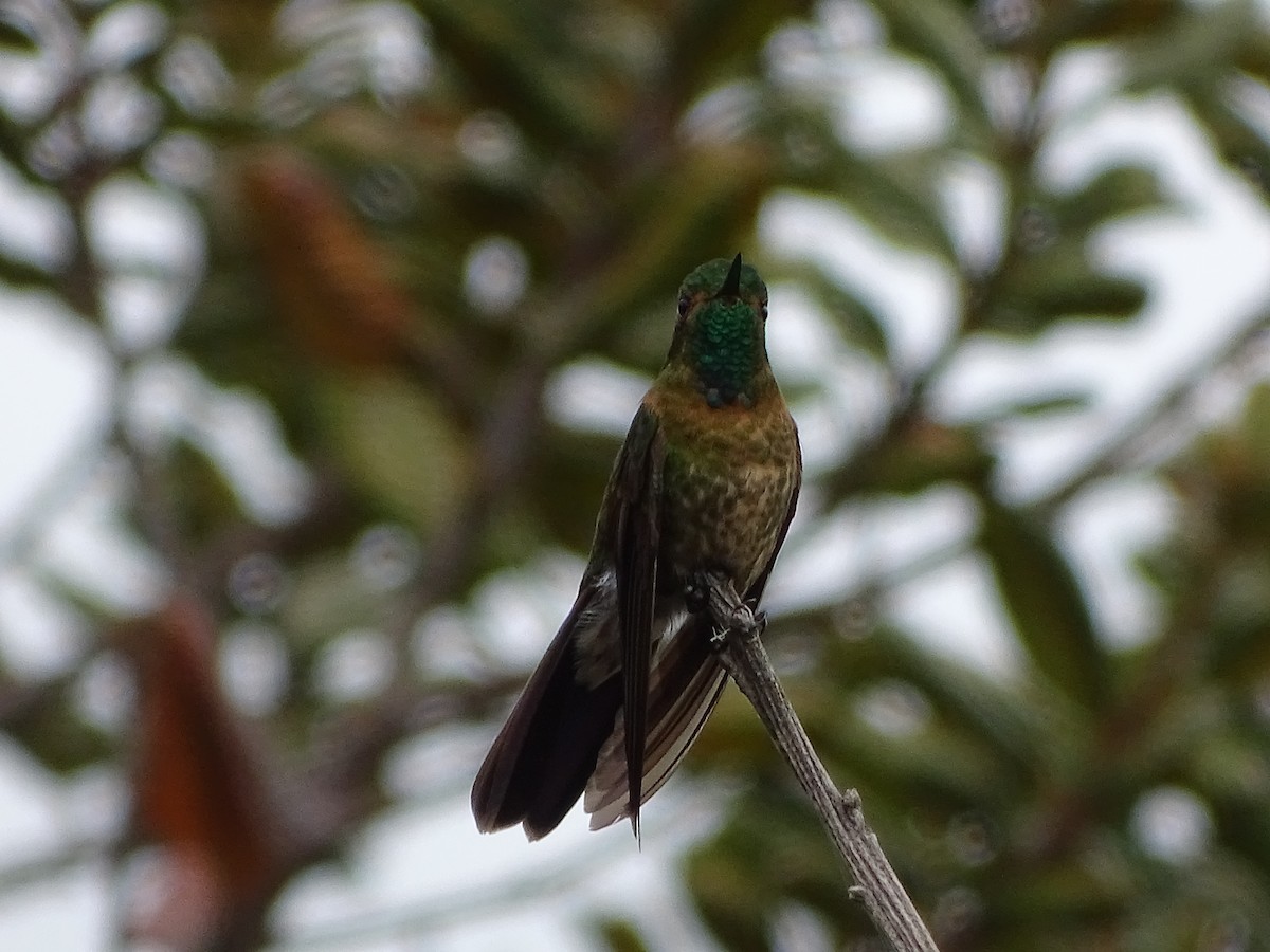kolibřík dřišťálový - ML619944056
