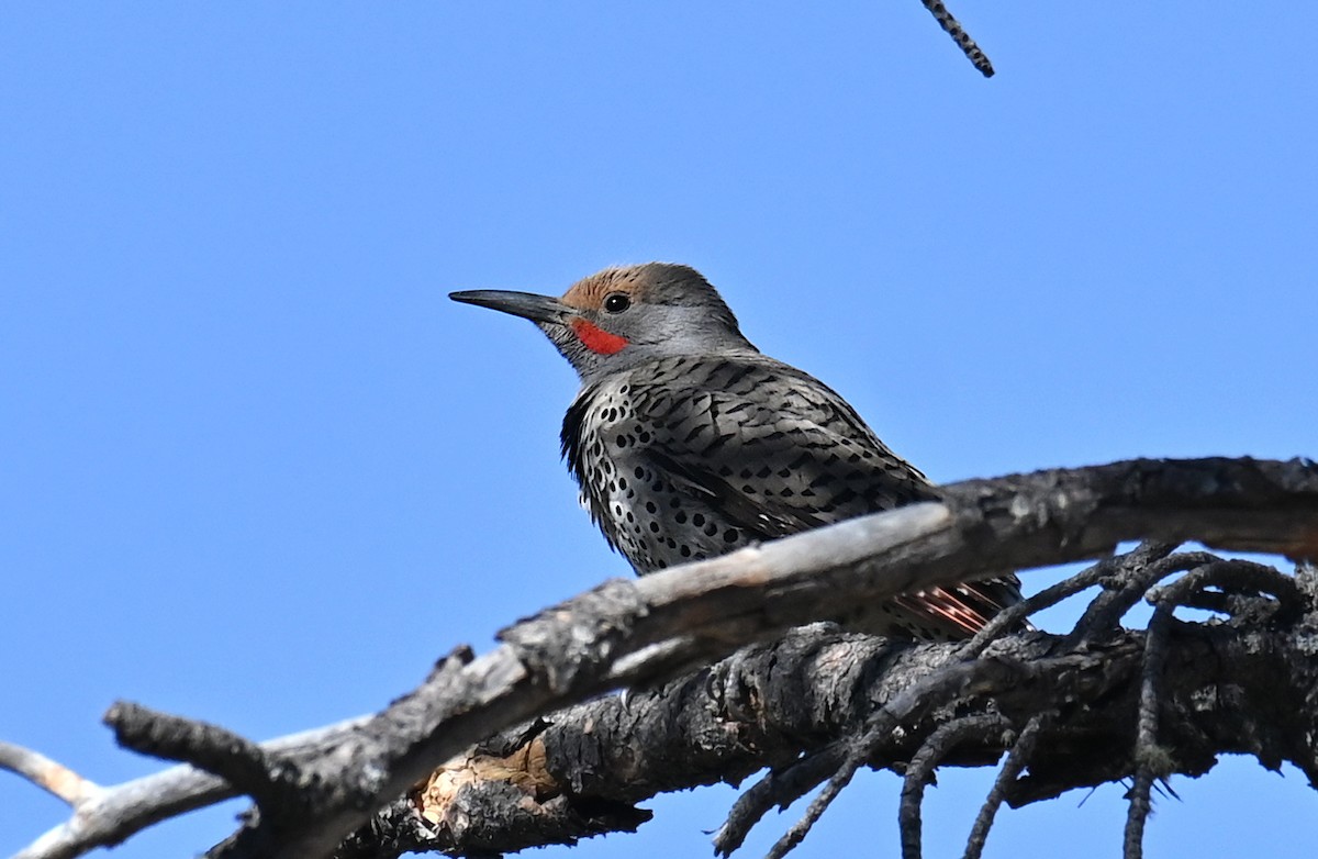 Northern Flicker (Red-shafted) - ML619944059