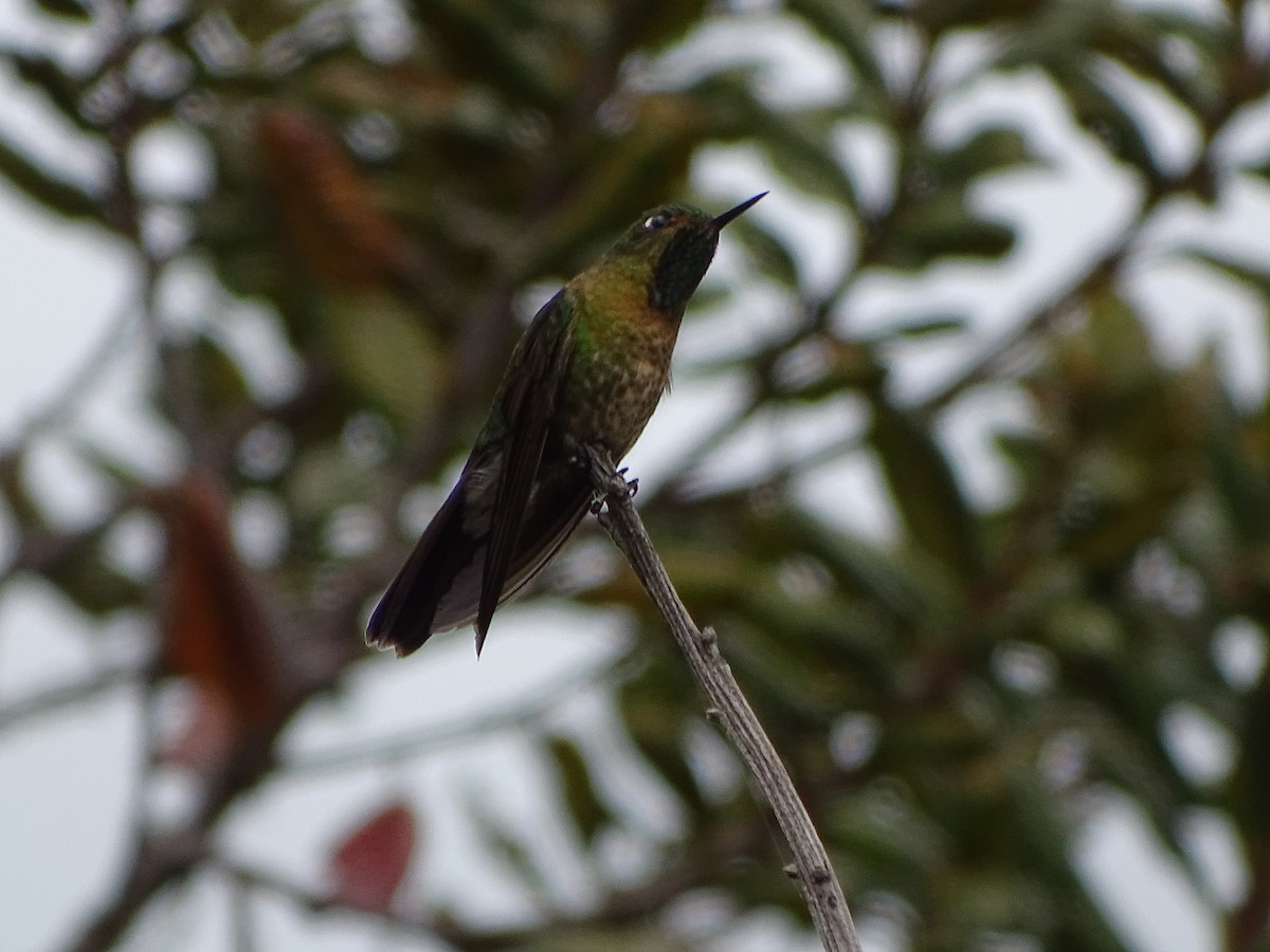 kolibřík dřišťálový - ML619944062