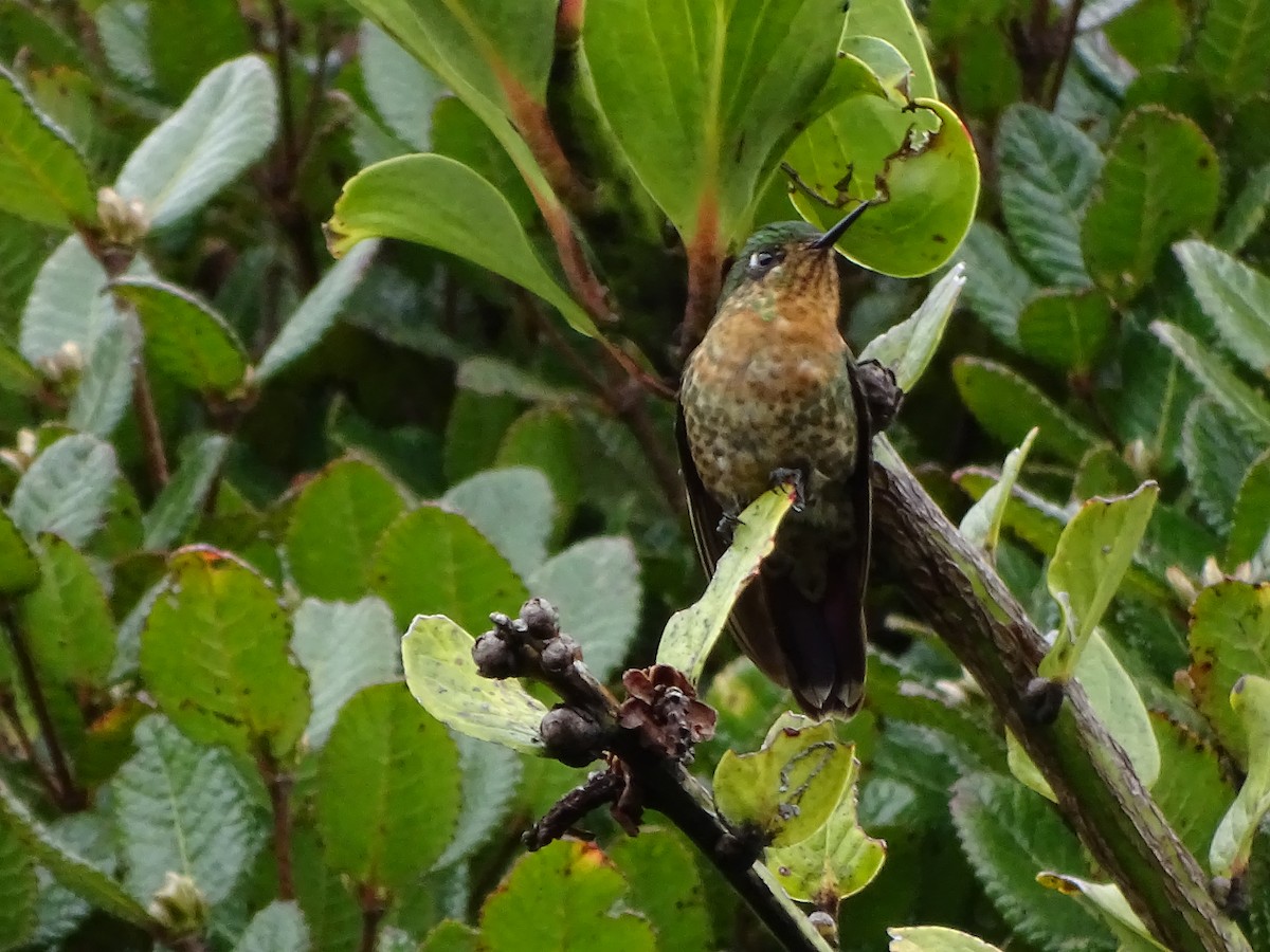 kolibřík dřišťálový - ML619944063