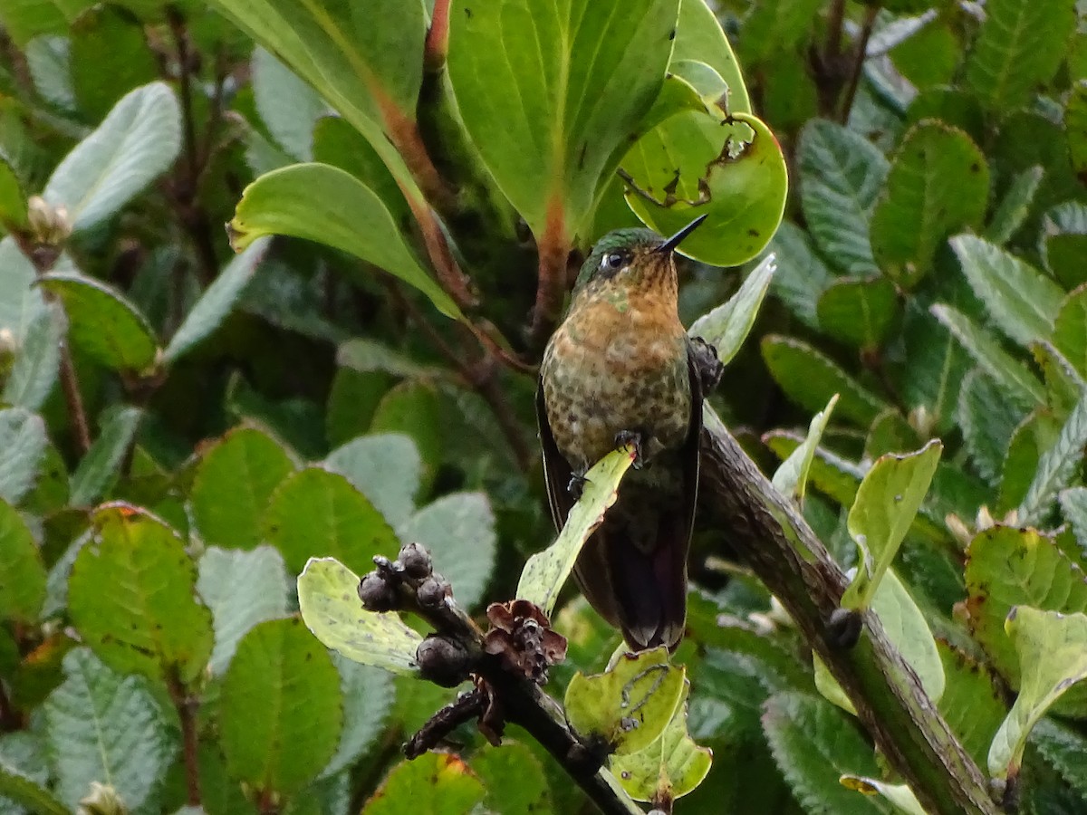 kolibřík dřišťálový - ML619944064