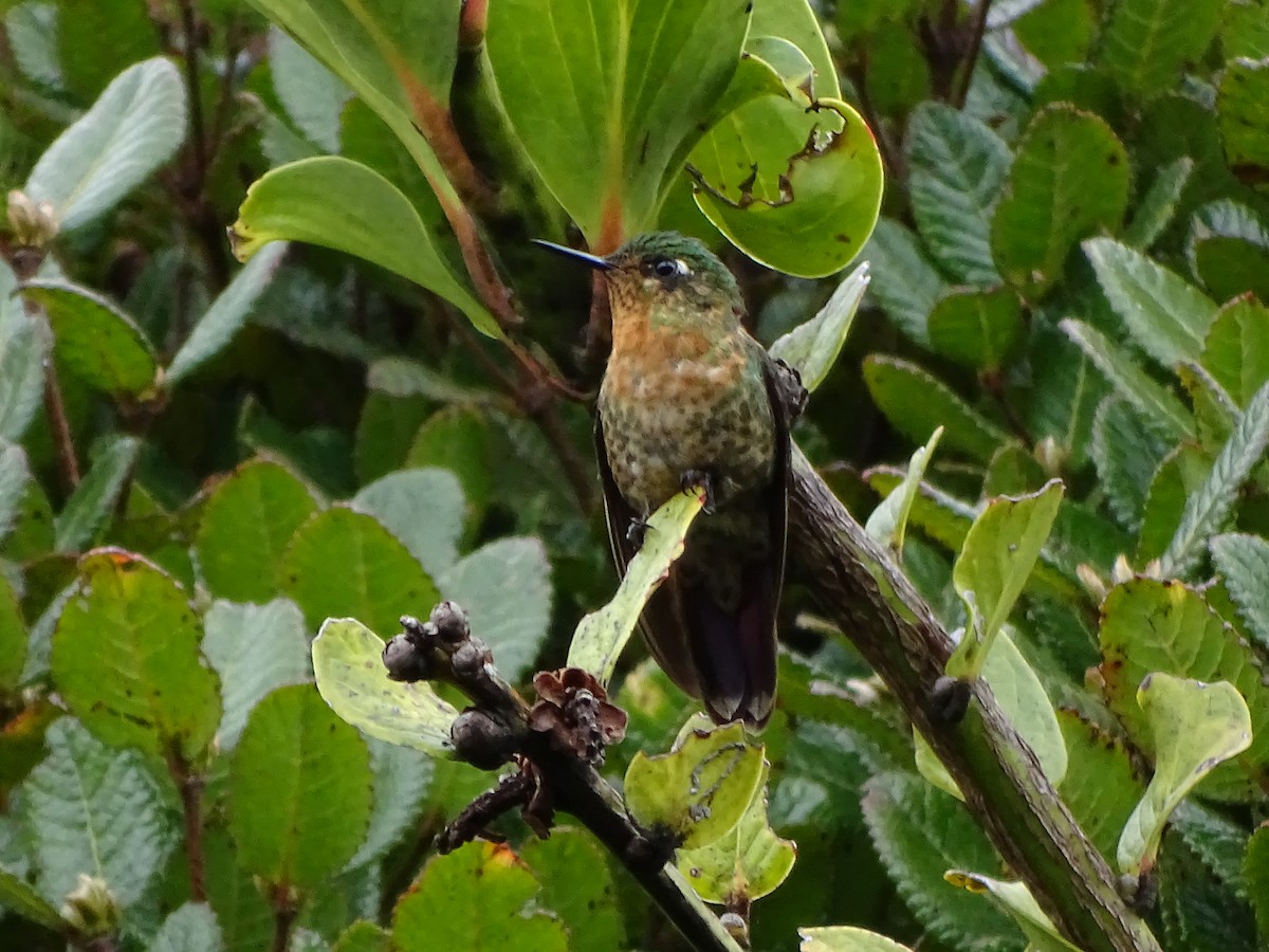 kolibřík dřišťálový - ML619944065