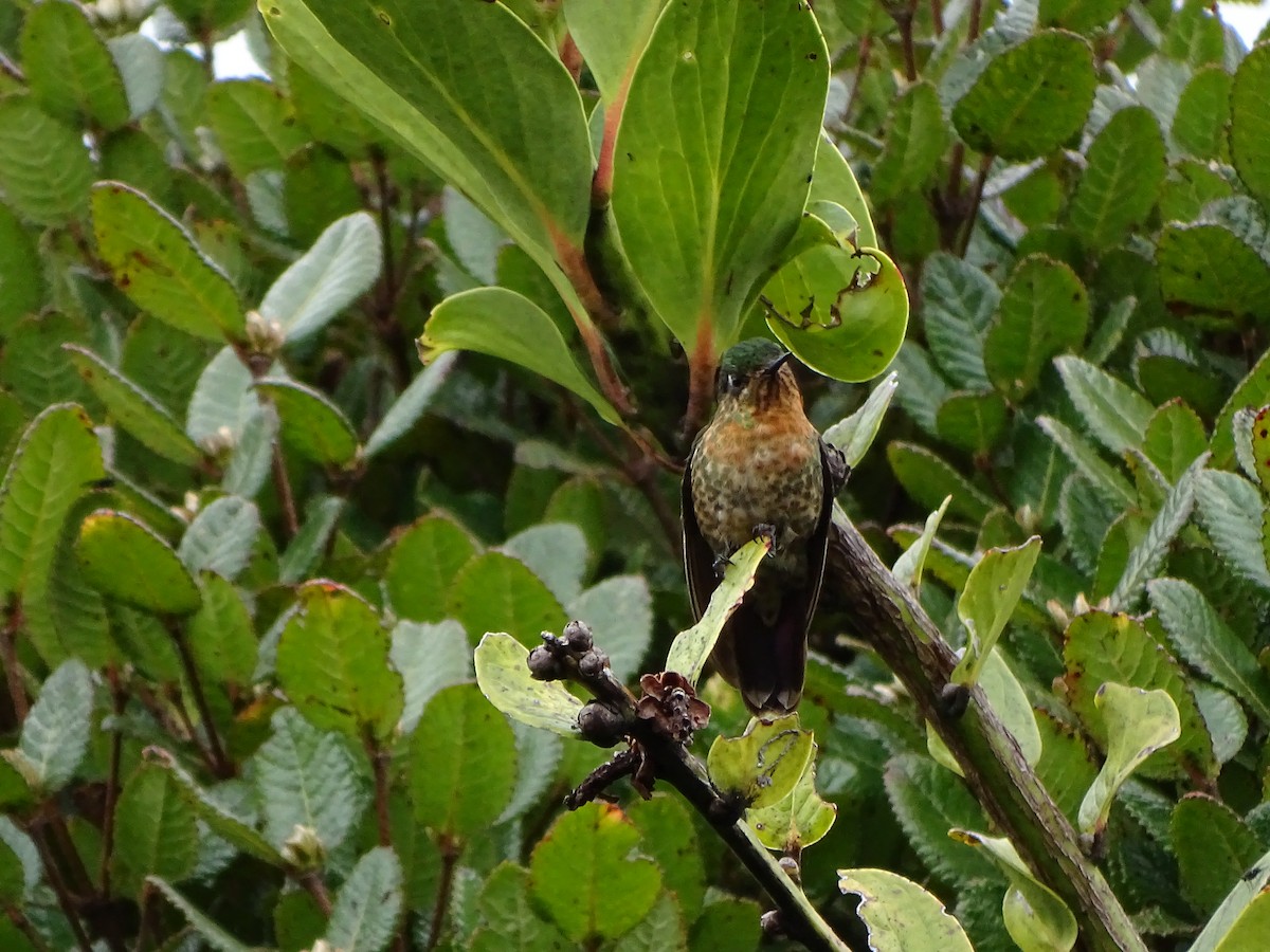 kolibřík dřišťálový - ML619944068