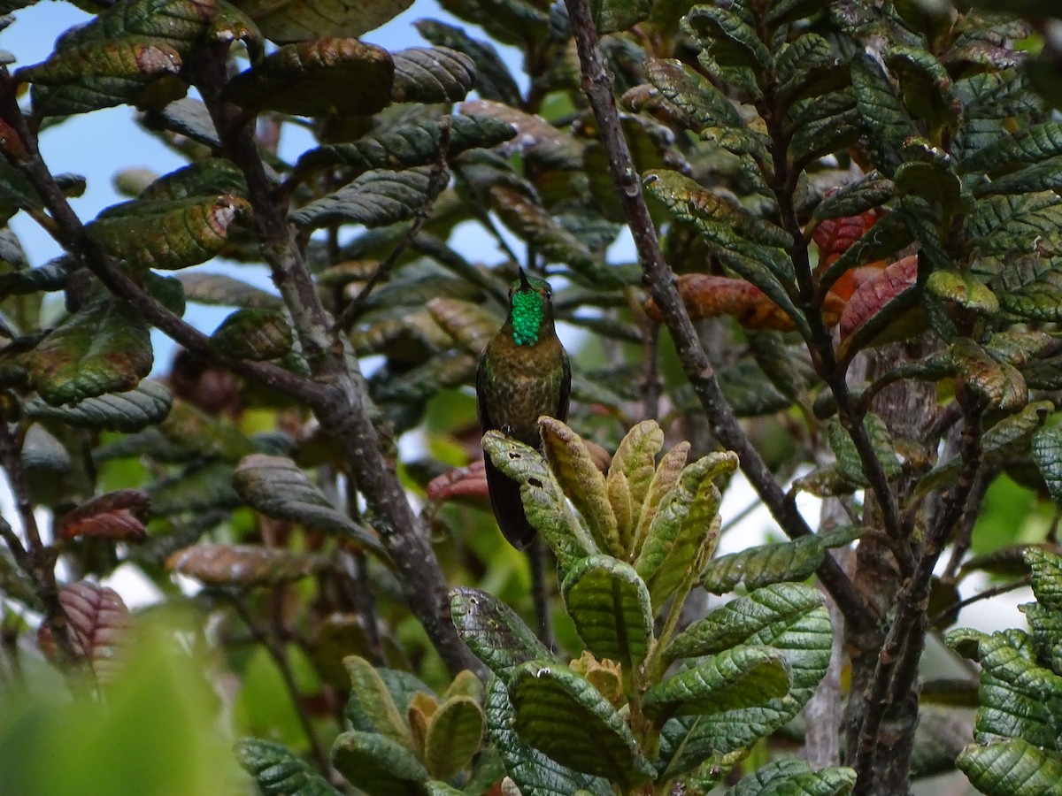 kolibřík dřišťálový - ML619944069