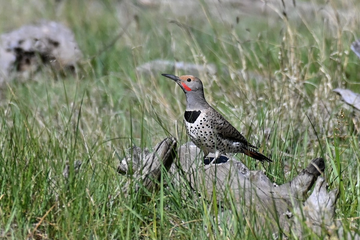 Northern Flicker (Red-shafted) - ML619944070