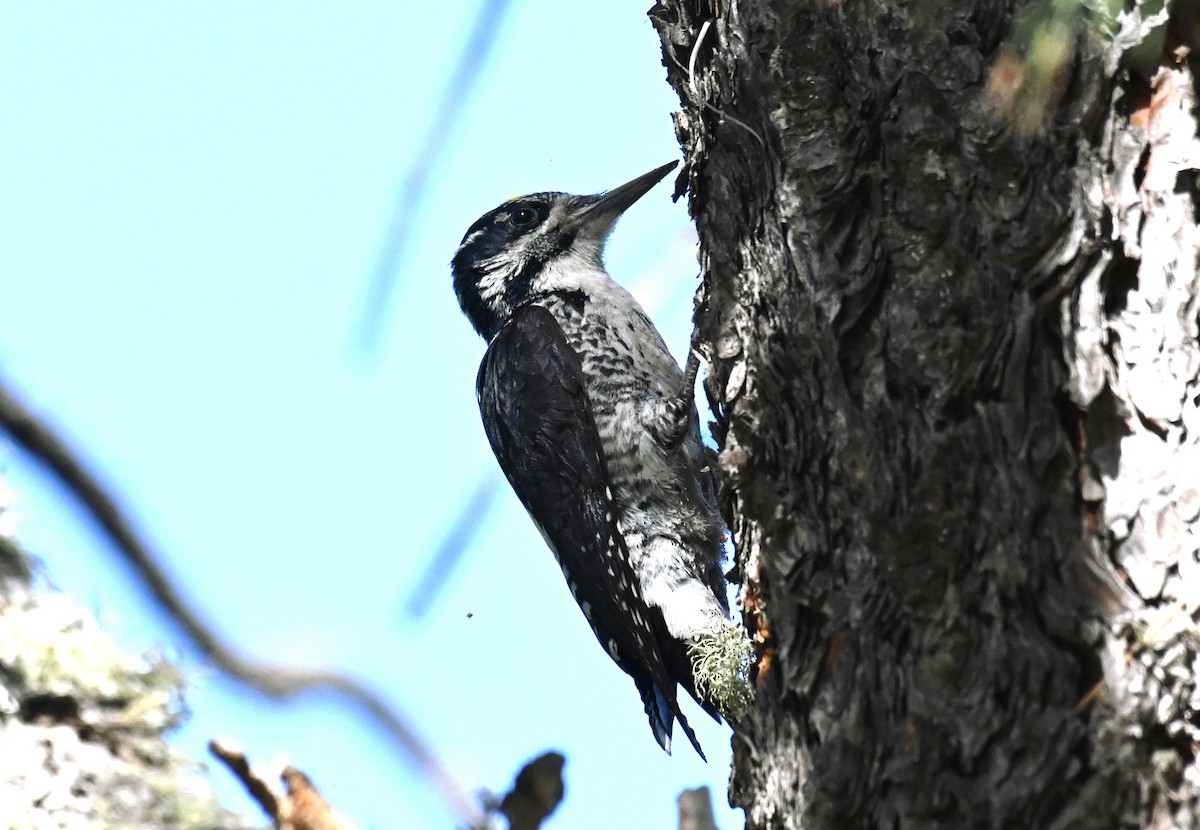 American Three-toed Woodpecker - ML619944071