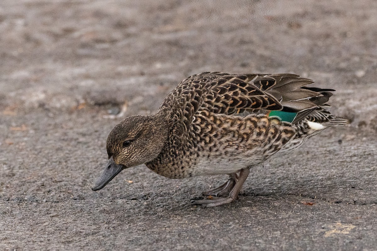 Green-winged Teal - ML619944074