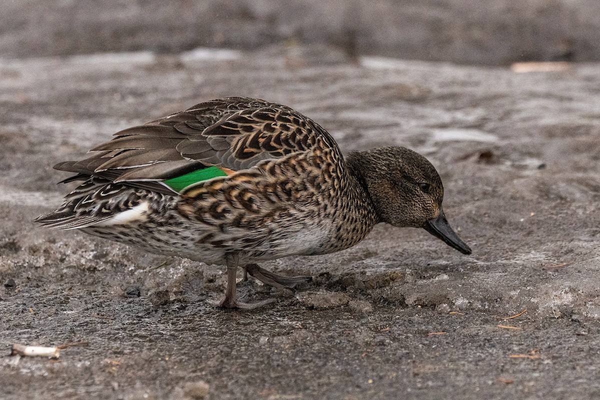Green-winged Teal - ML619944076