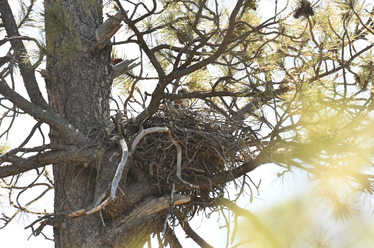 Red-tailed Hawk - ML619944078