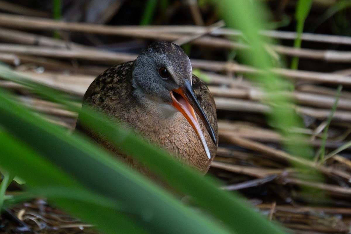 Virginia Rail - ML619944082