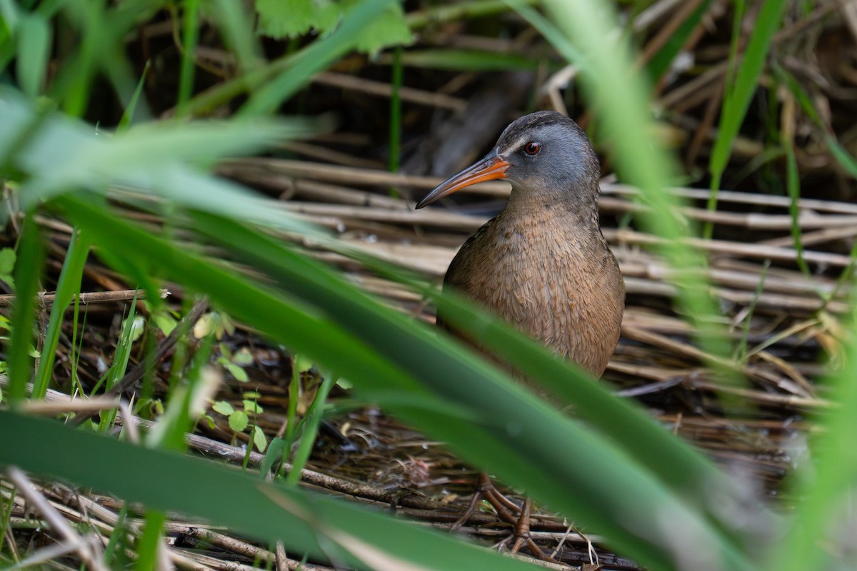 Virginia Rail - ML619944084