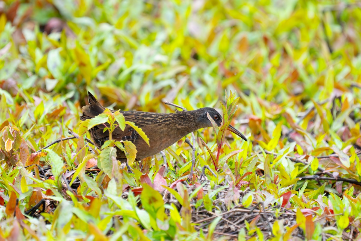 Virginia Rail - ML619944085