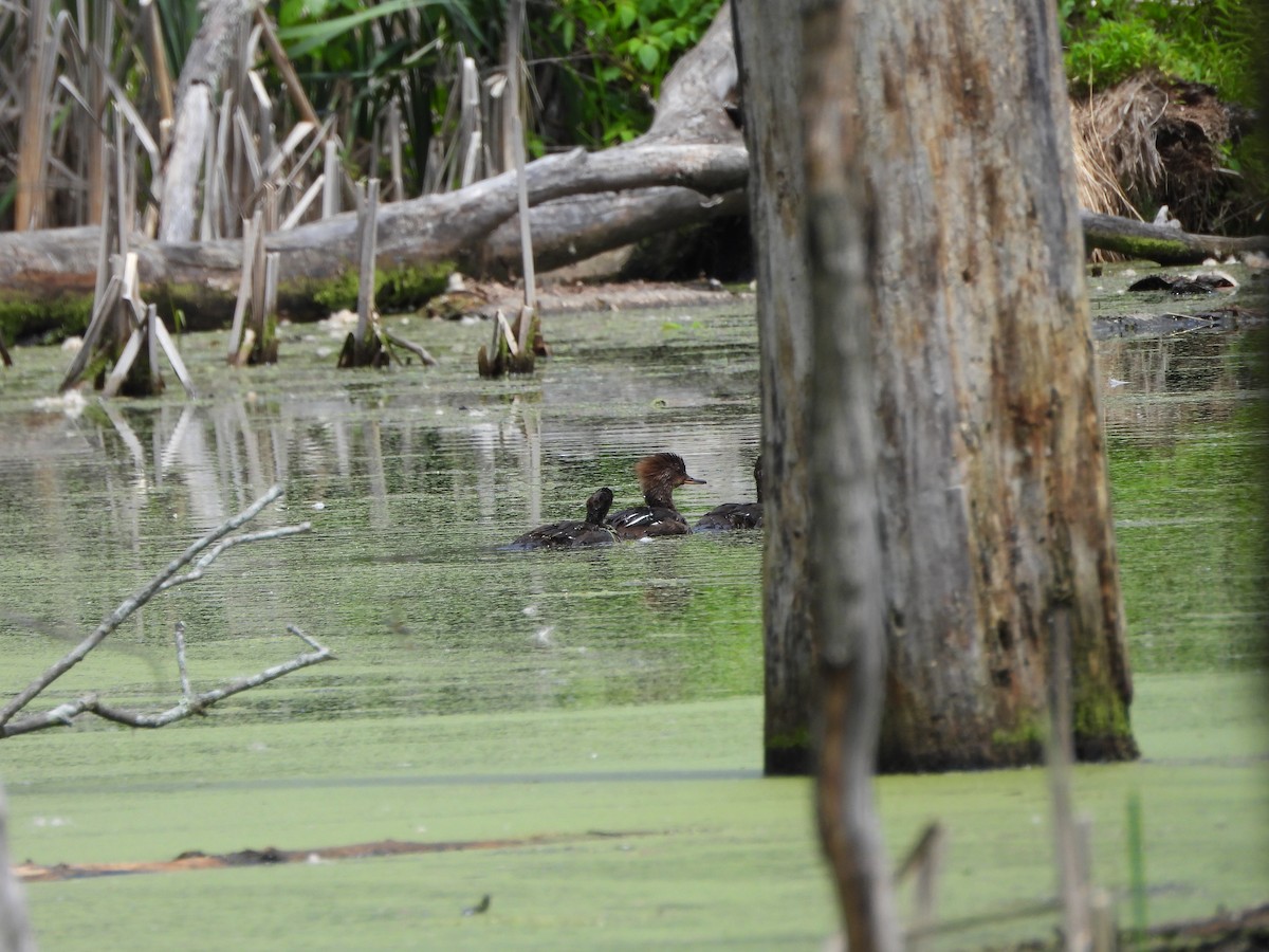 Hooded Merganser - ML619944087