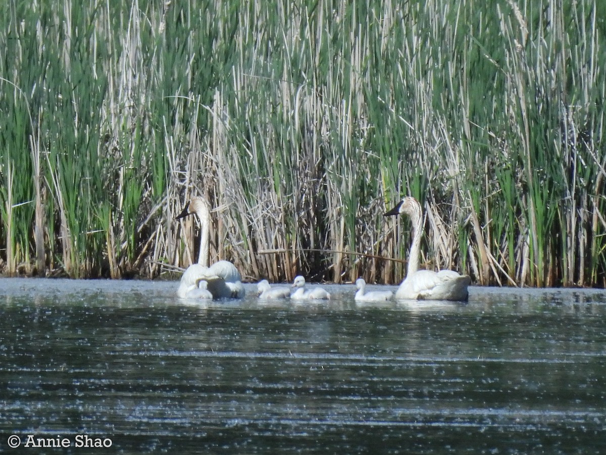 Trumpeter Swan - ML619944095