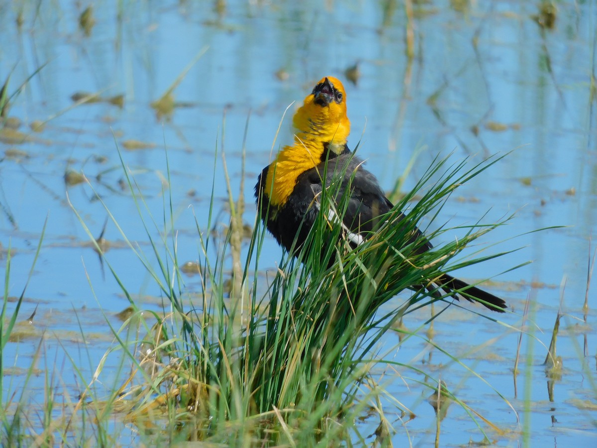 Yellow-headed Blackbird - ML619944106