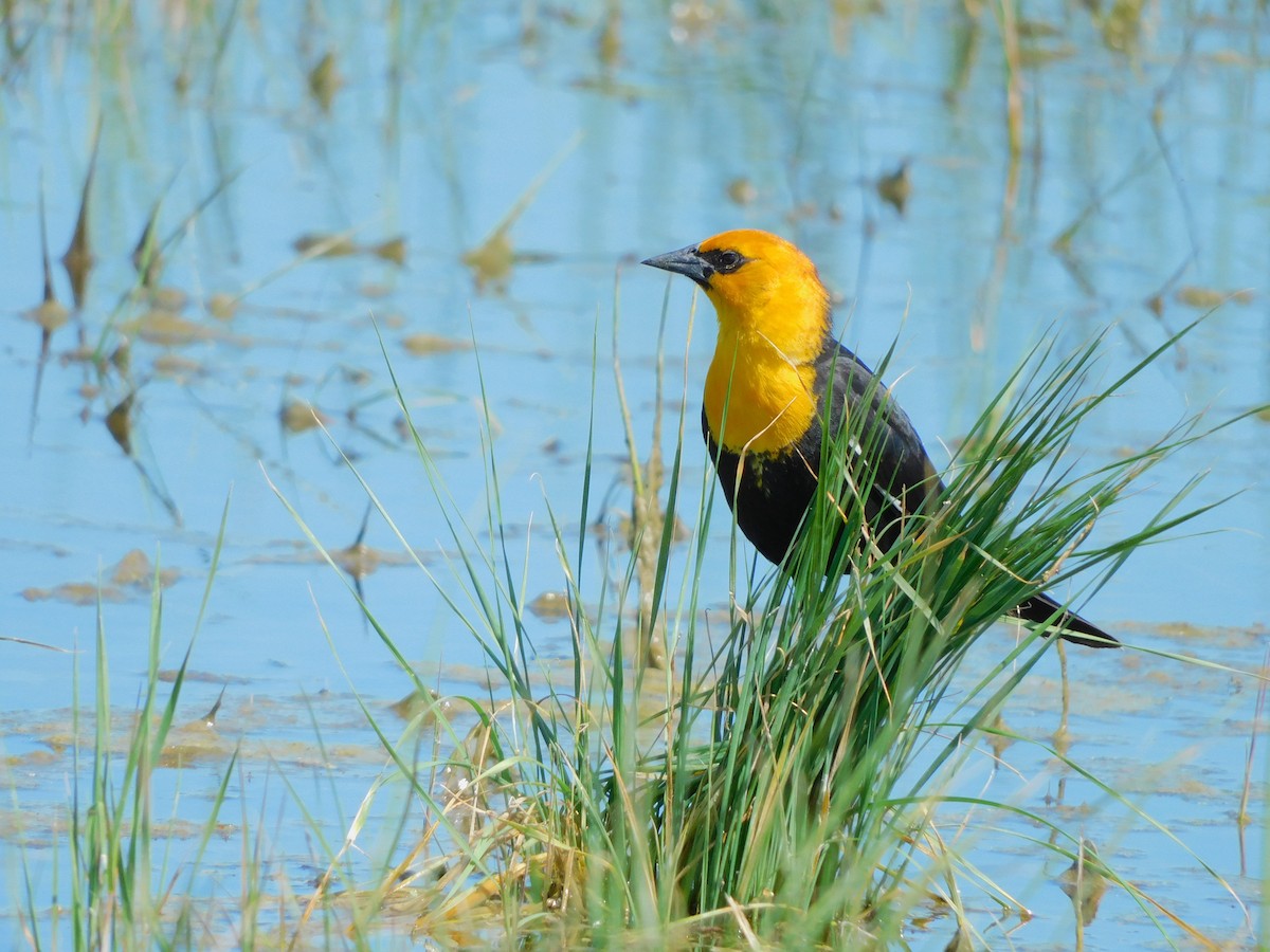Yellow-headed Blackbird - ML619944107