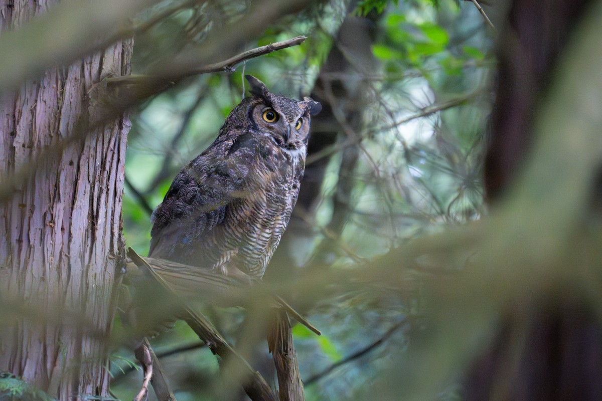 Great Horned Owl - ML619944109