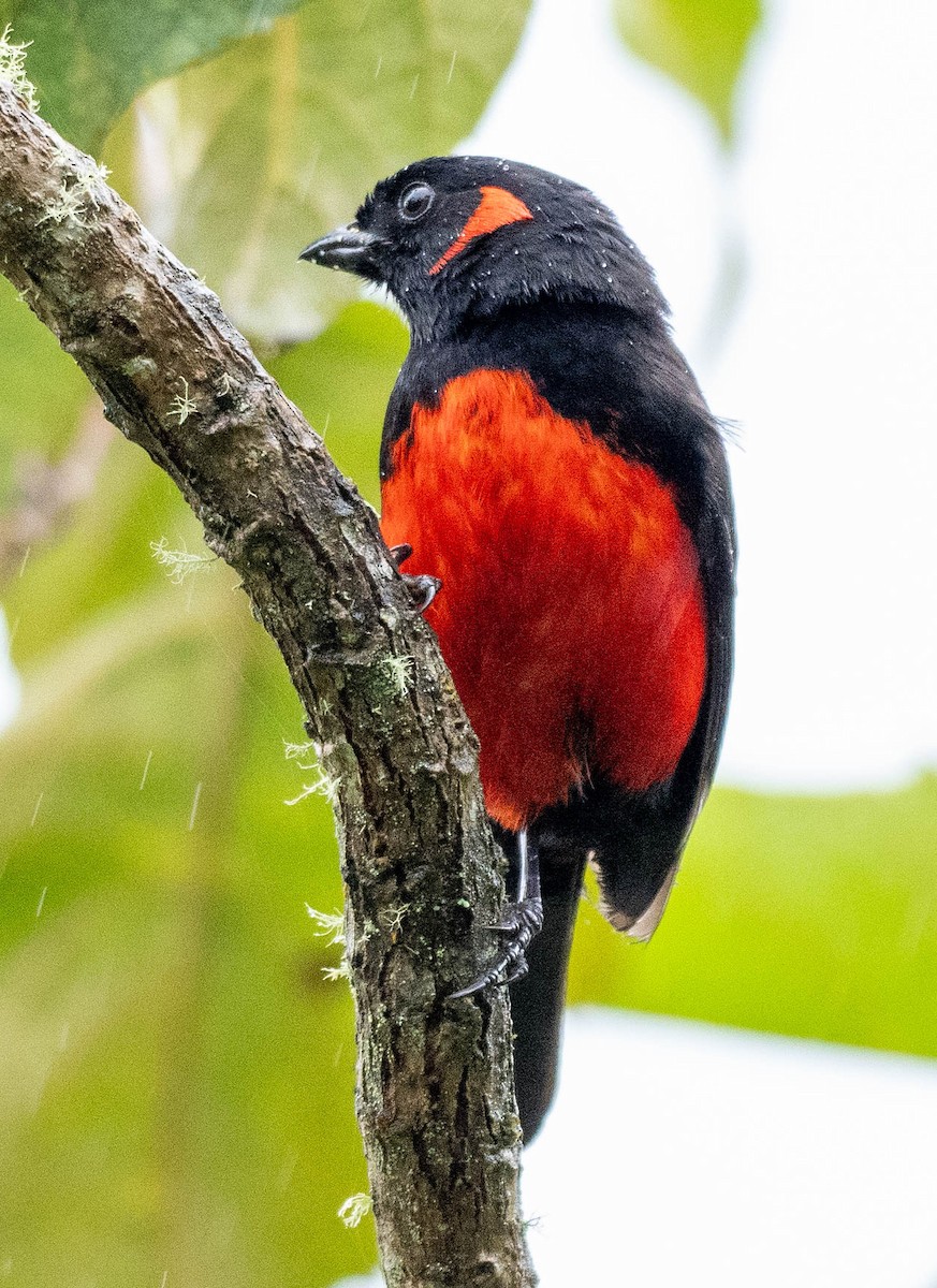 Scarlet-bellied Mountain Tanager - ML619944111