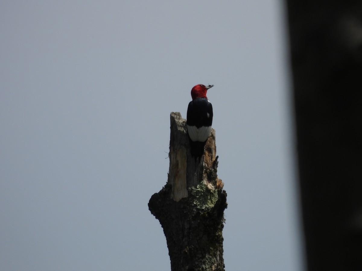 Red-headed Woodpecker - ML619944124
