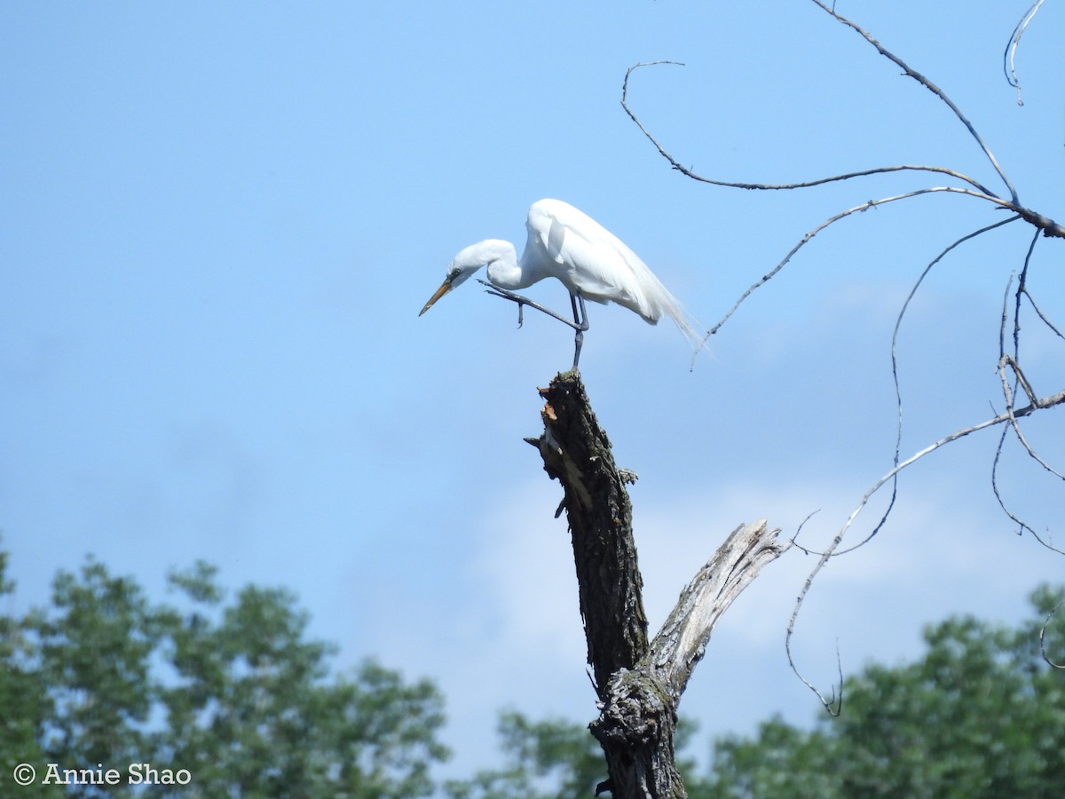 Great Egret - Annie Shao