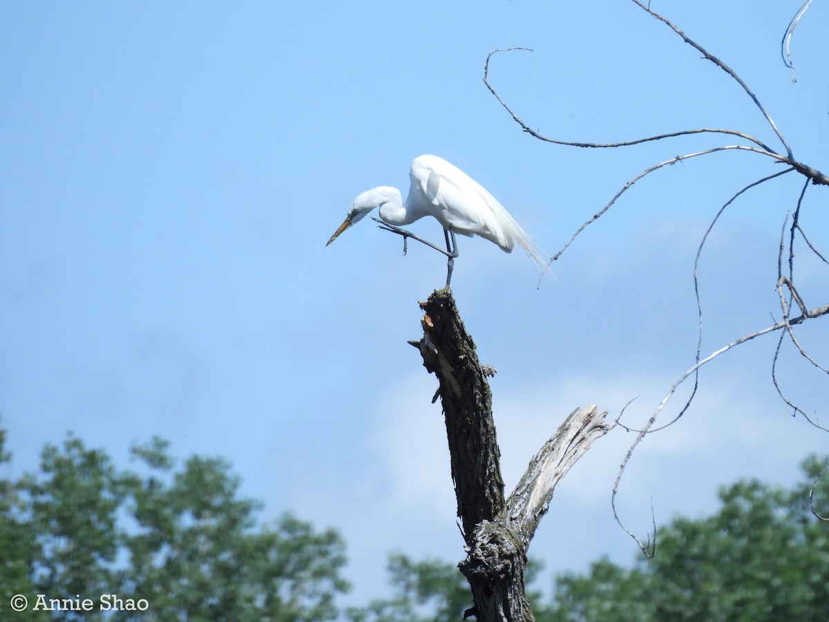 Great Egret - ML619944125