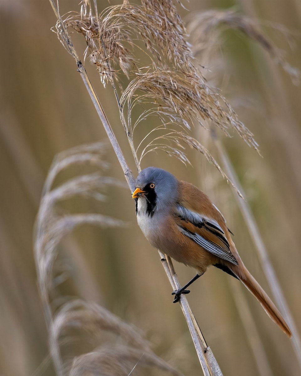 Bearded Reedling - ML619944127