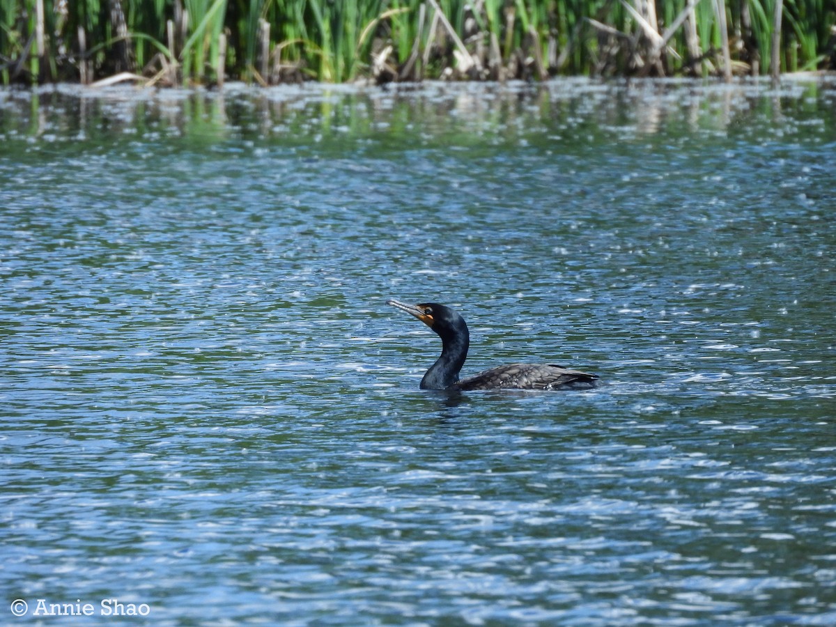 Double-crested Cormorant - ML619944131