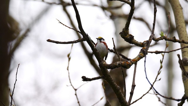 Chestnut-sided Warbler - ML619944152