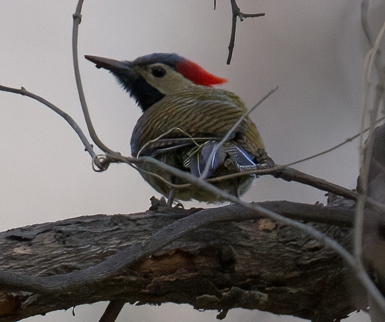 Black-necked Woodpecker - ML619944158
