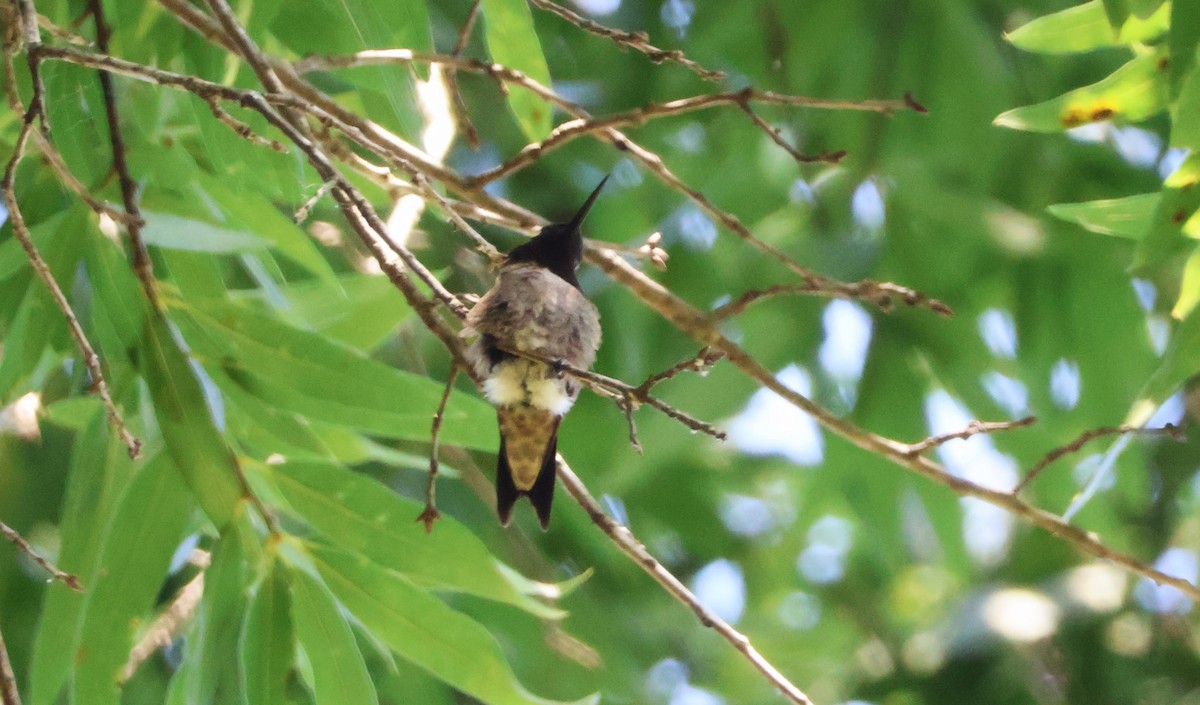 Ruby-throated Hummingbird - ML619944160