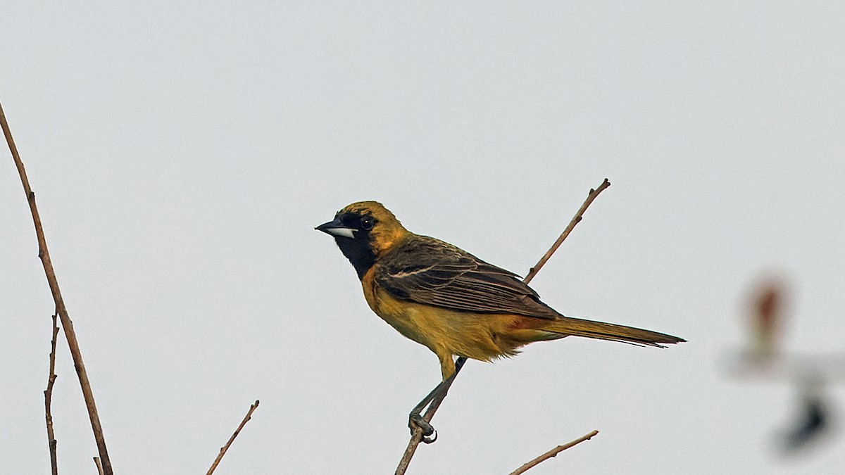 Orchard Oriole - ML619944176