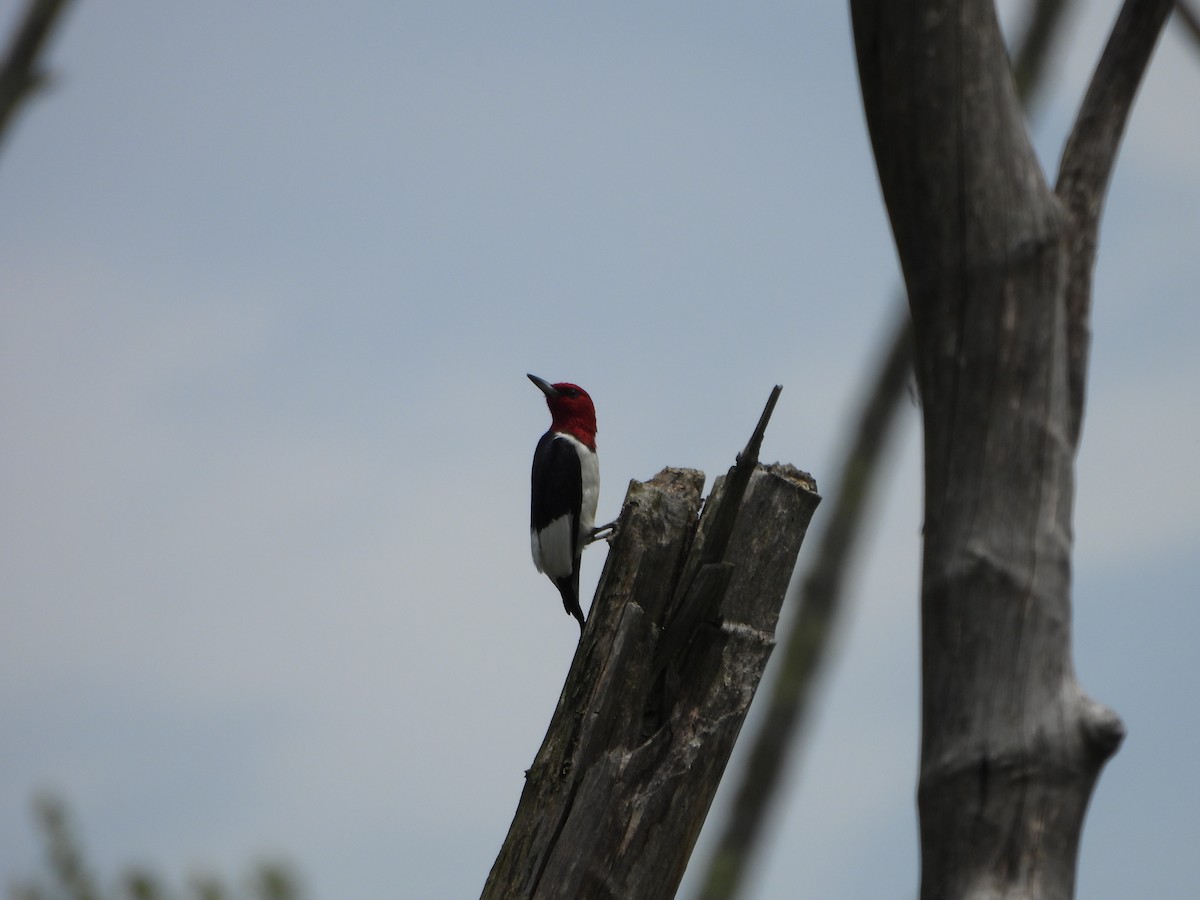 Red-headed Woodpecker - ML619944177
