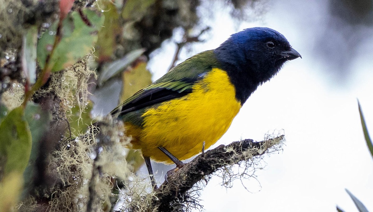 Black-chested Mountain Tanager - ML619944182