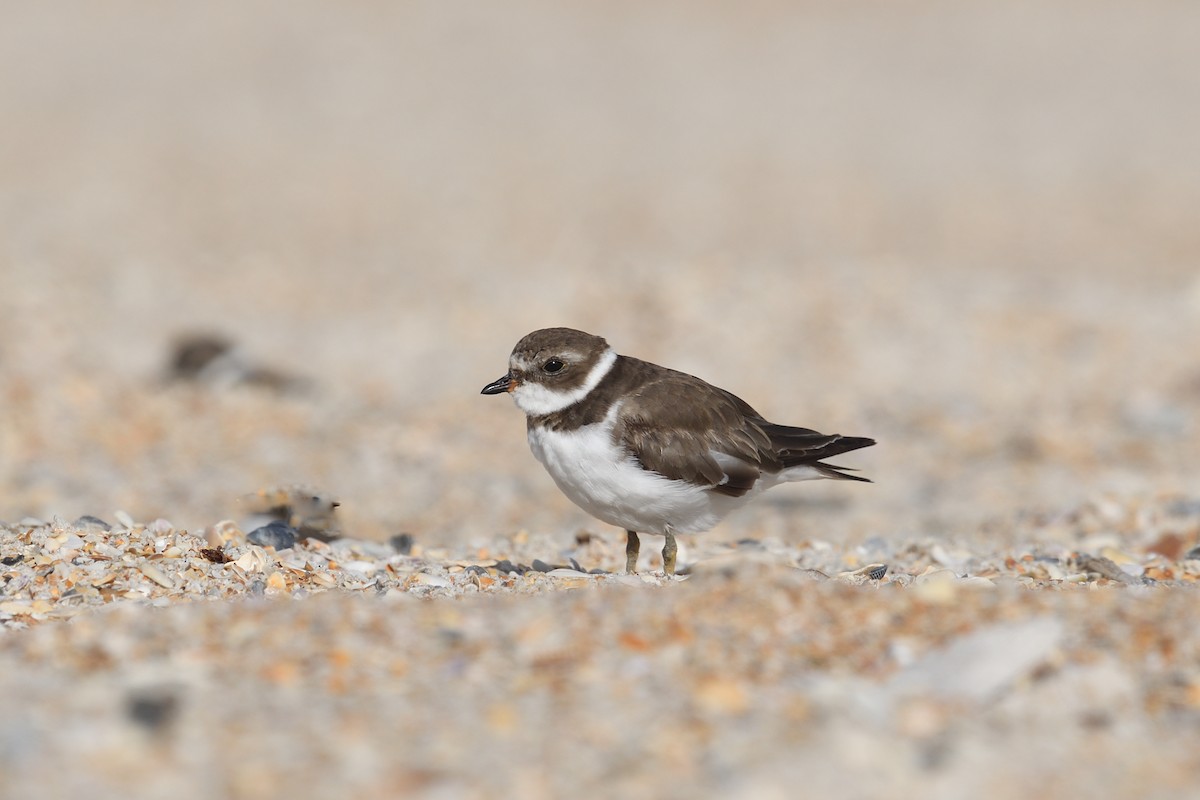 Semipalmated Plover - ML619944183
