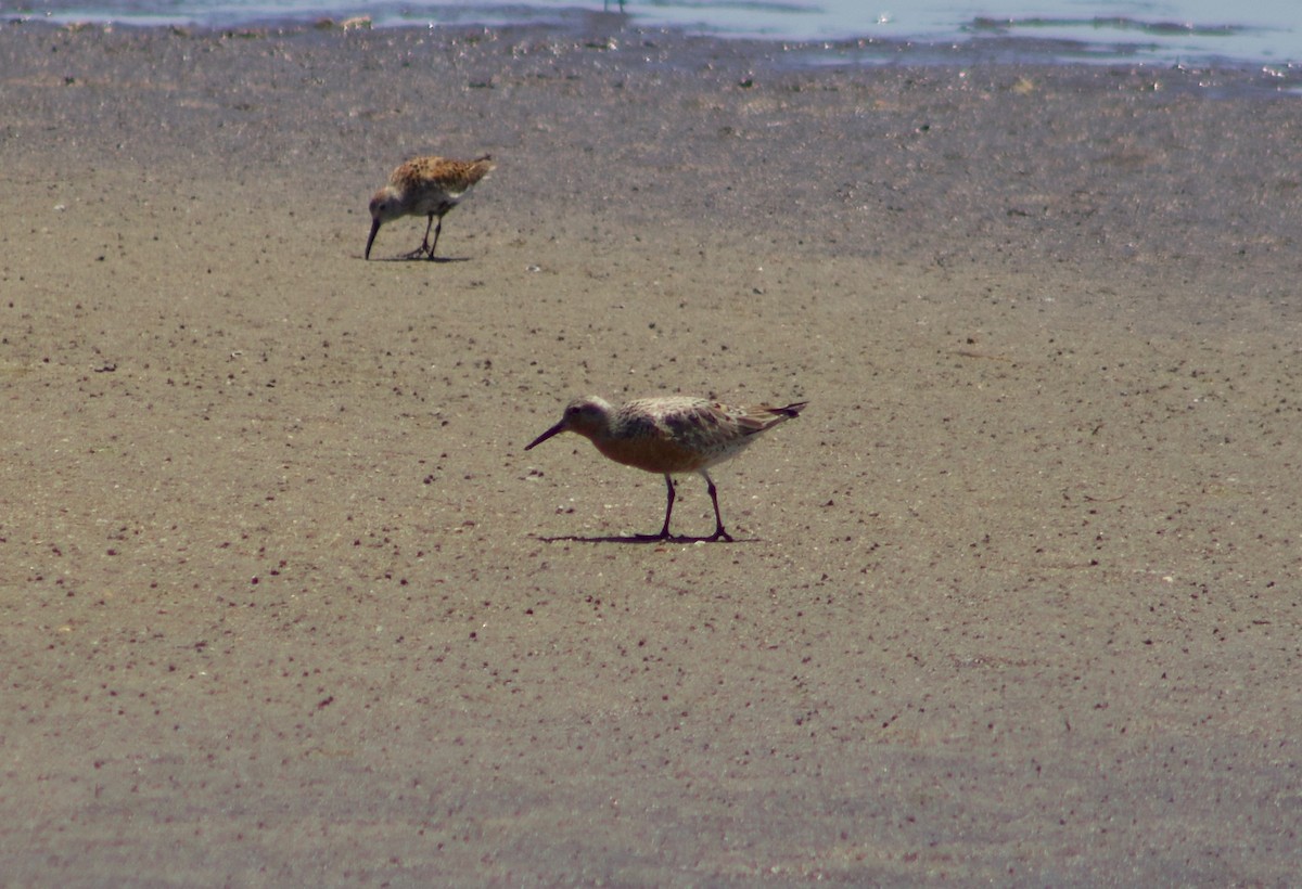 Red Knot - ML619944184