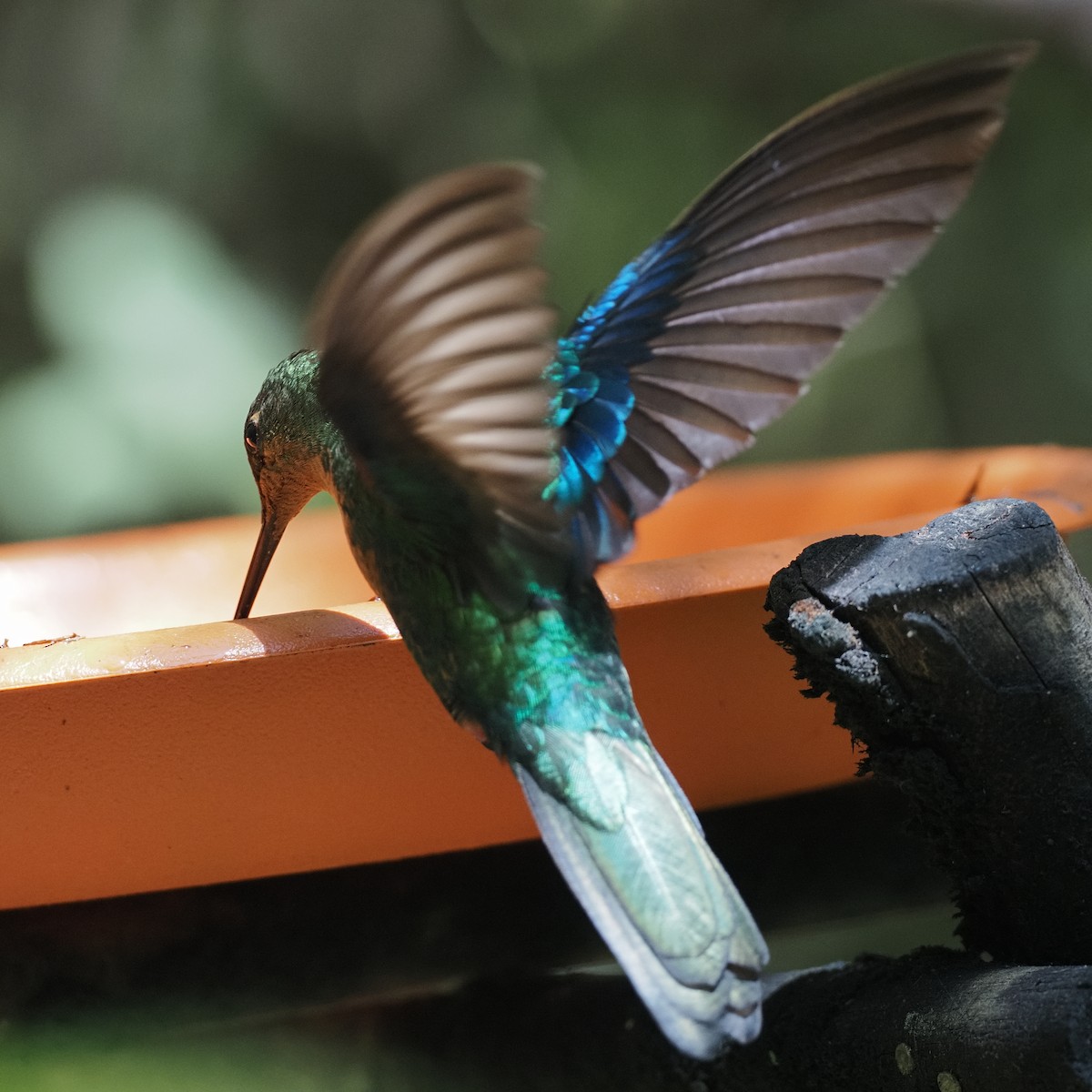 kolibřík modrokřídlý - ML619944191
