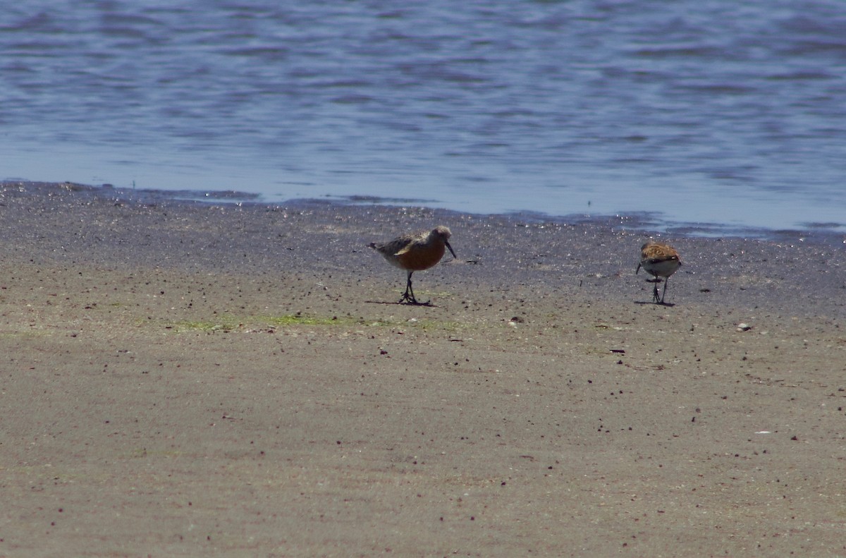 Red Knot - ML619944197