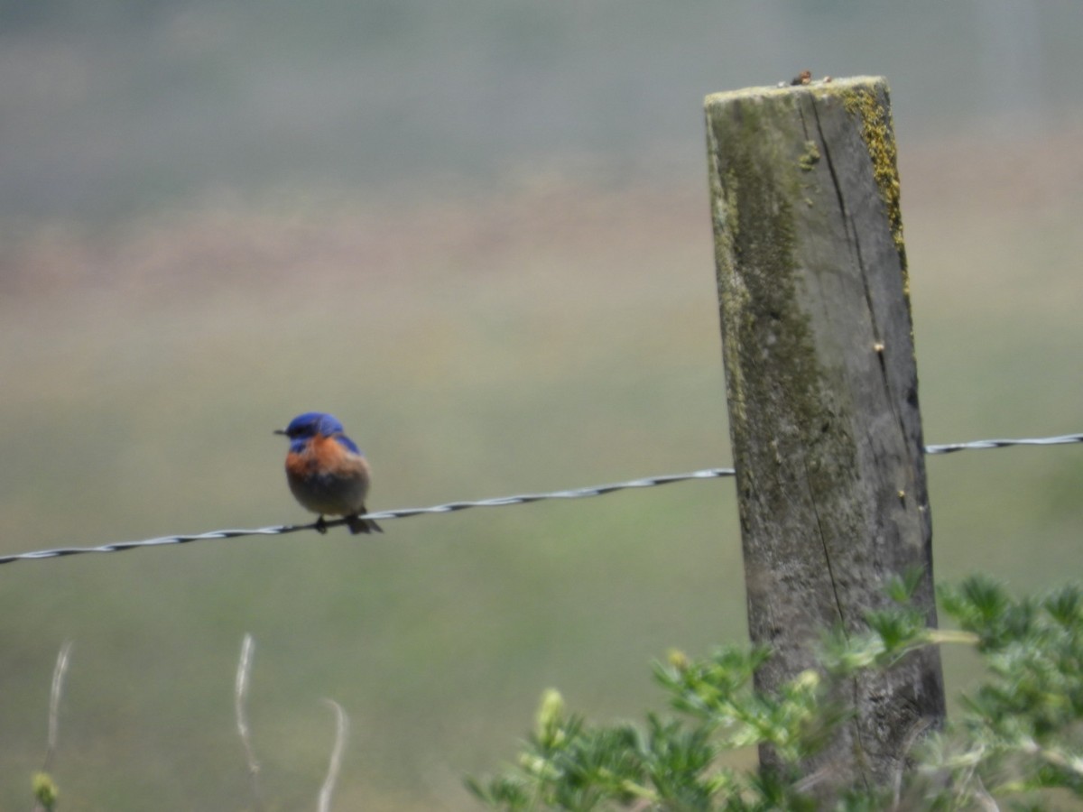 Western Bluebird - ML619944199