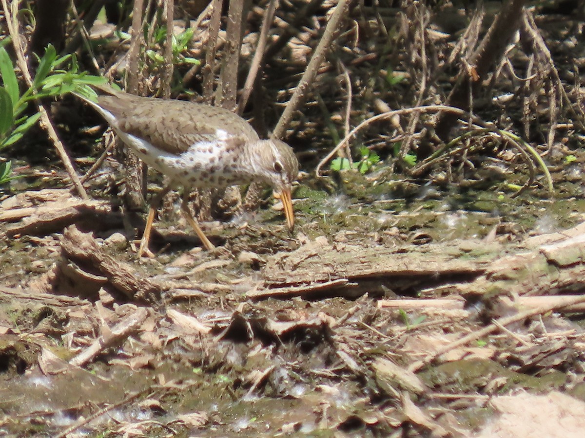 Spotted Sandpiper - ML619944206