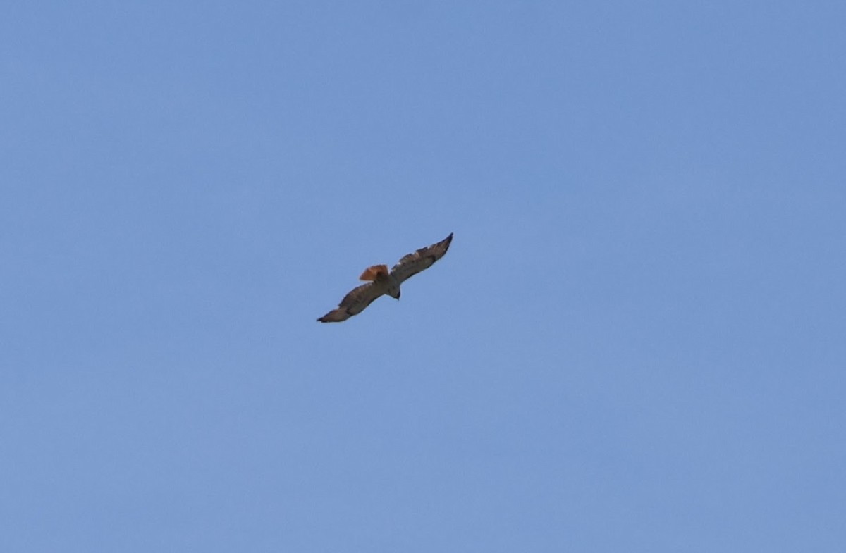 Red-tailed Hawk - ML619944207
