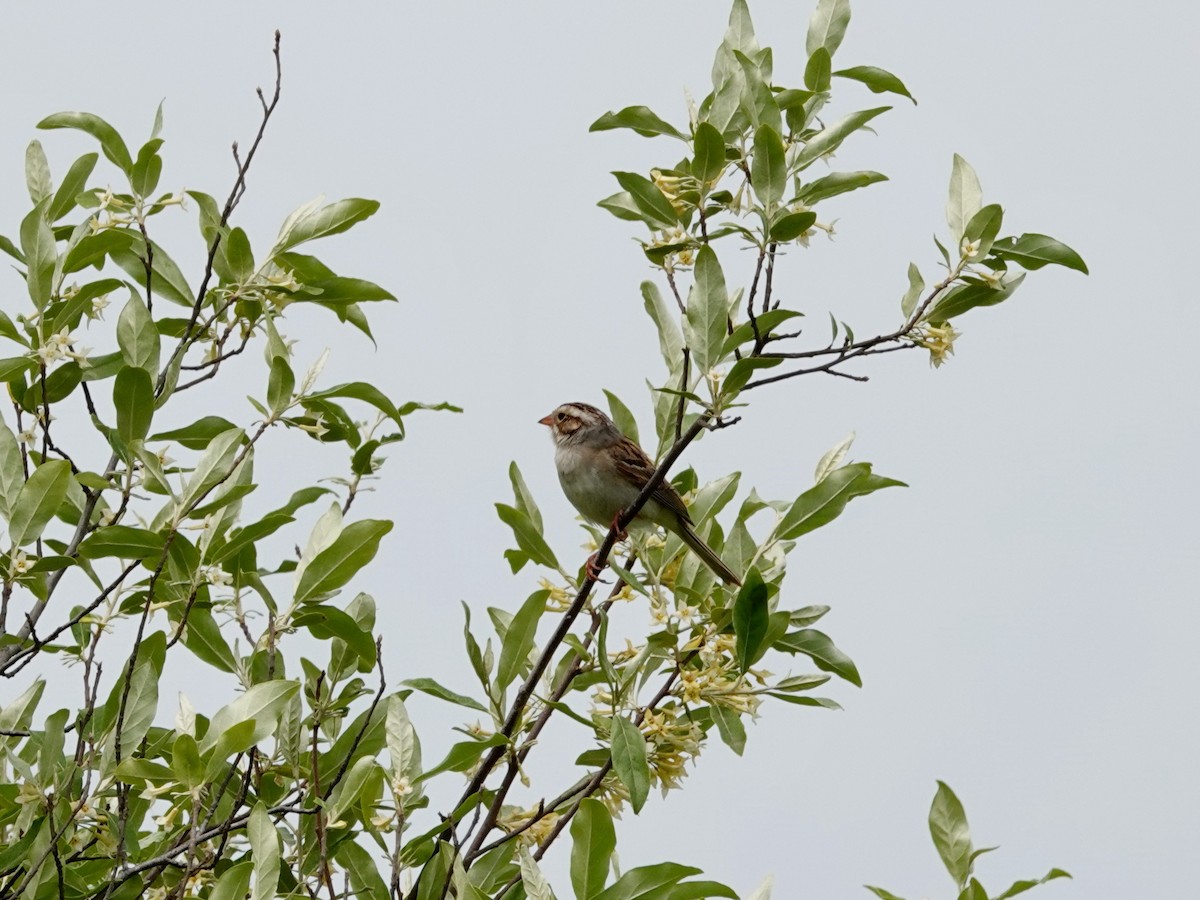 Clay-colored Sparrow - ML619944210