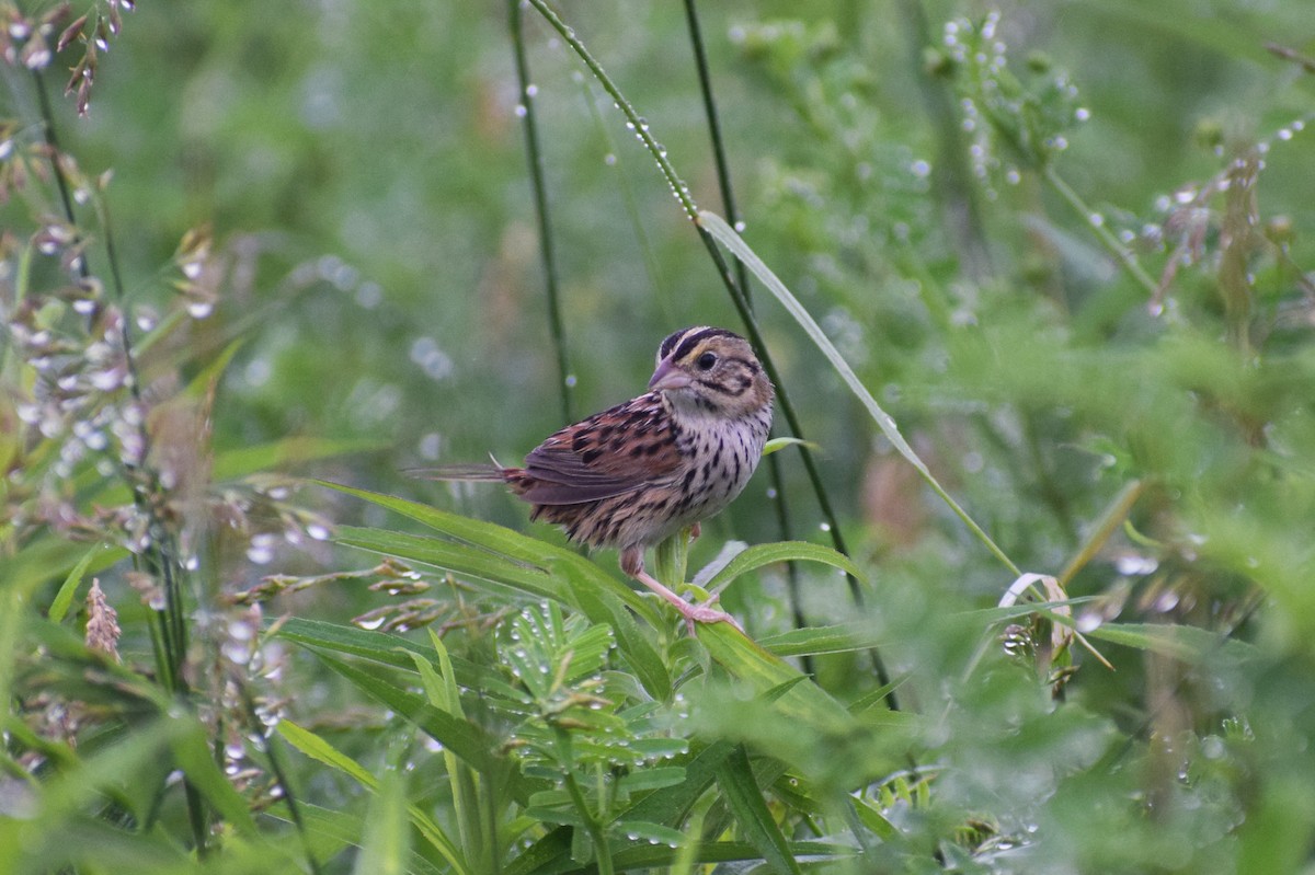 Henslow's Sparrow - ML619944216