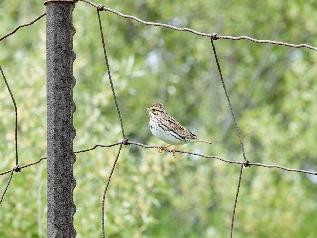 Savannah Sparrow - Whitney Mortimer