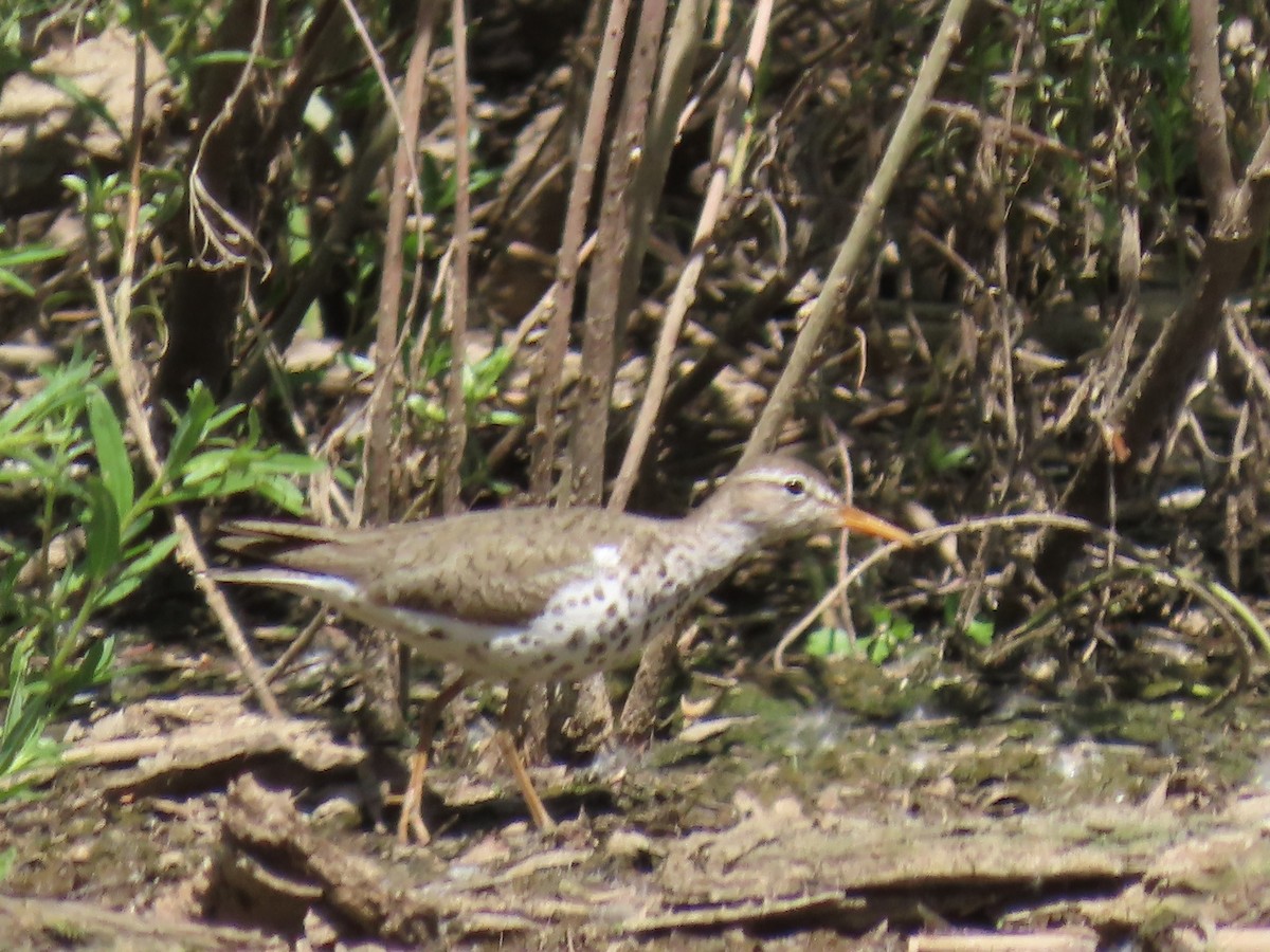 Spotted Sandpiper - ML619944218