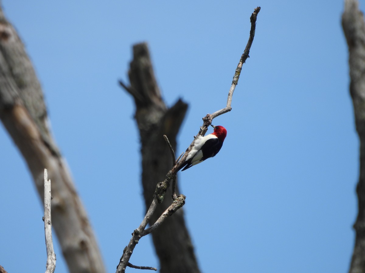 Red-headed Woodpecker - ML619944221