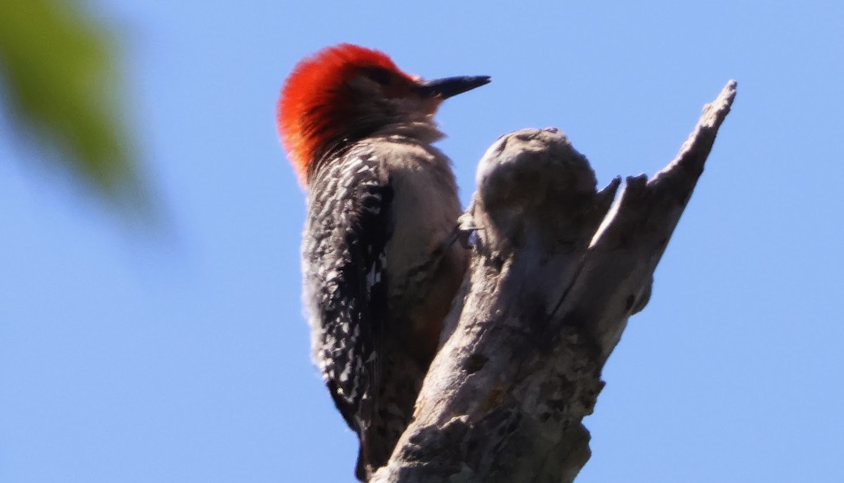 Red-bellied Woodpecker - ML619944222
